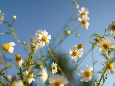 Salty Garden